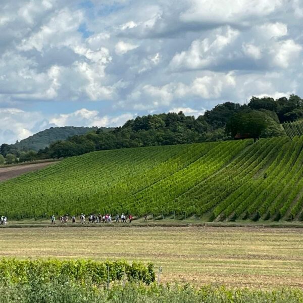 WEINWANDERUNG – Bild 3